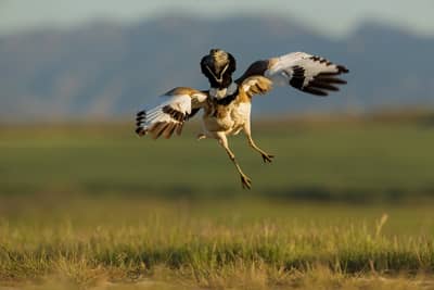 Vulture Feast — 7