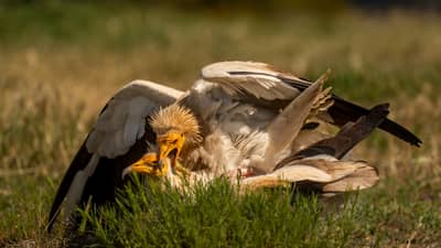 Vulture Feast — 49