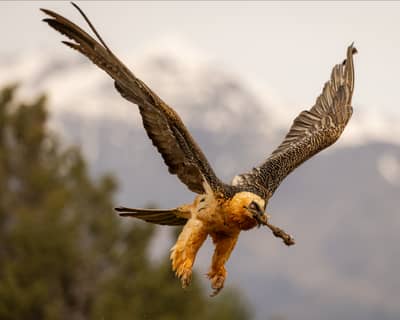 Vulture Feast — 5