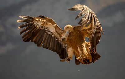 Vulture Feast — 34