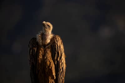 Vulture Feast — 39