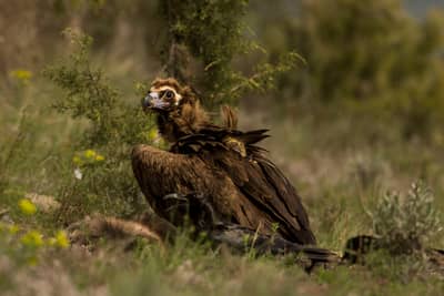 Vulture Feast — 40