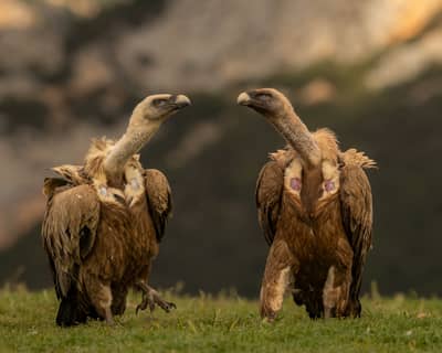 Vulture Feast — 20