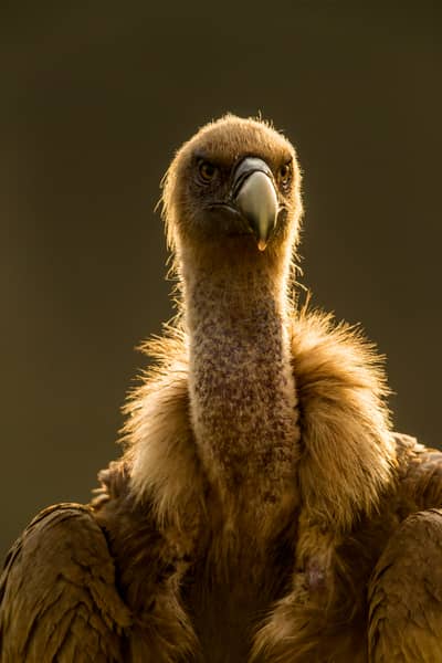 Vulture Feast — 11