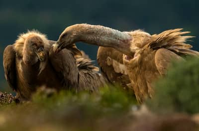 Vulture Feast — 10