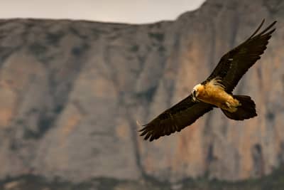 Vulture Feast — 15