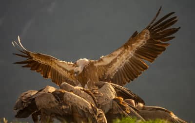 Vulture Feast — 8
