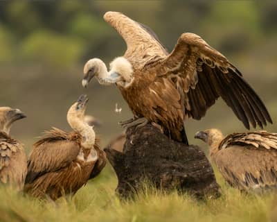 Vulture Feast — 3