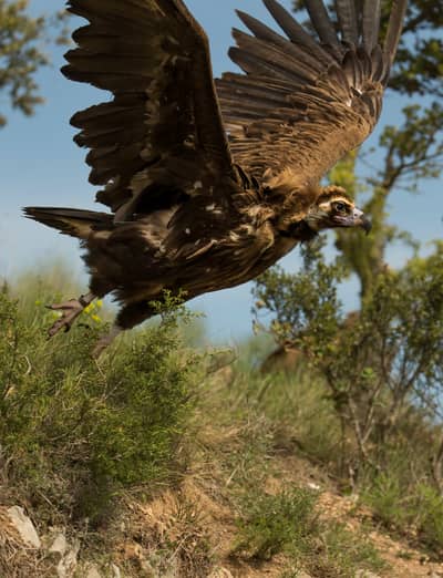 Vulture Feast — 54