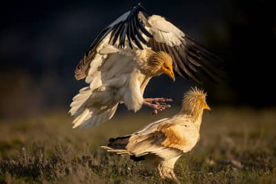 Vulture Feast — 30