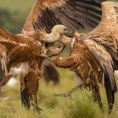 Vulture Feast — 23