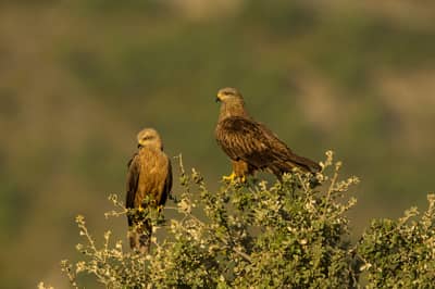 Vulture Feast — 16