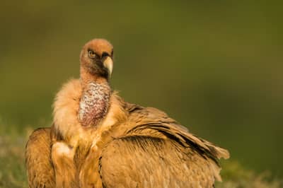 Vulture Feast — 19