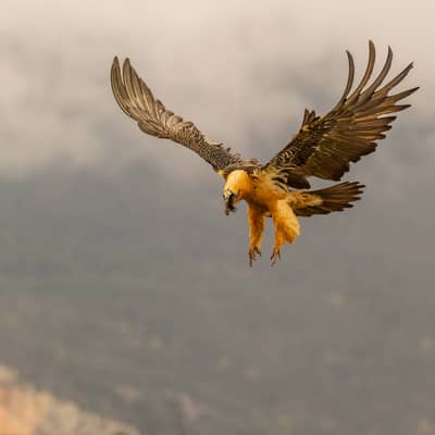 Vulture Feast — 55