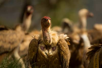 Vulture Feast — 18