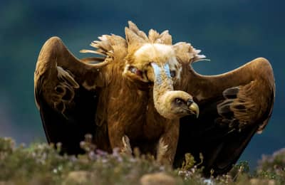 Vulture Feast — 44