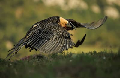 Vulture Feast — 24