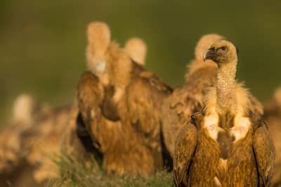 Vulture Feast — 43