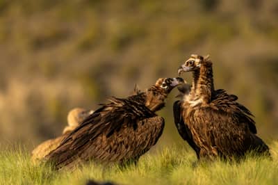 Vulture Feast — 4