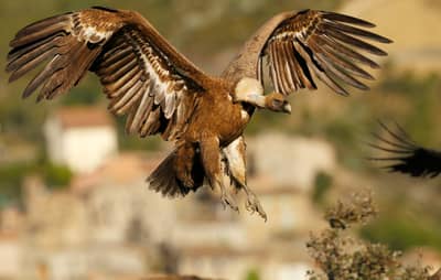 Vulture Feast — 36