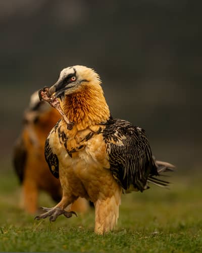 Vulture Feast — 45