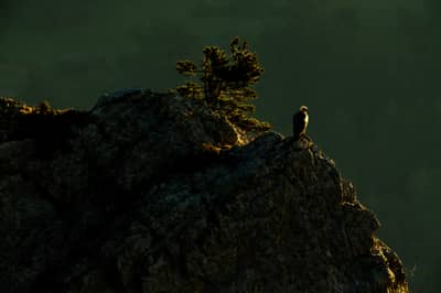 Vulture Feast — 35