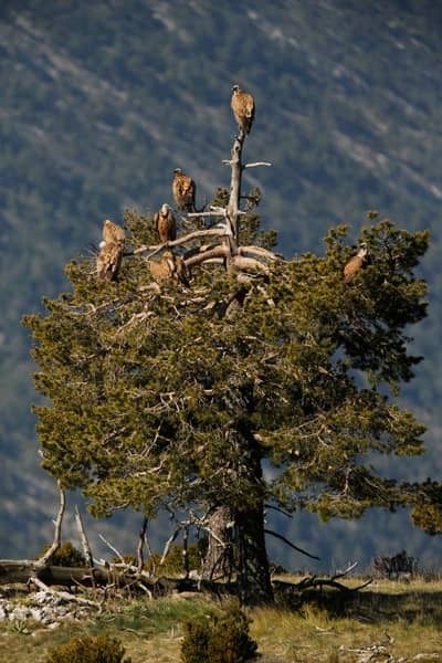 Vulture Feast — 17