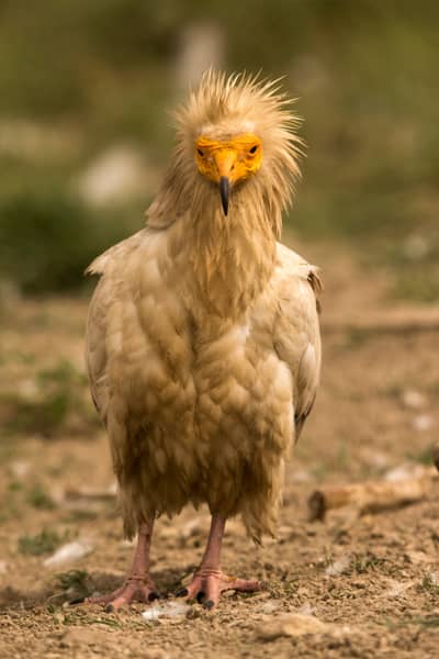 Vulture Feast — 46