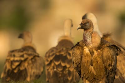 Vulture Feast — 12