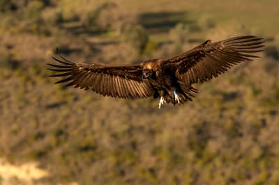Vulture Feast — 21