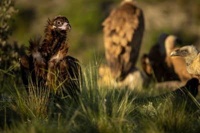 Vulture Feast — 41