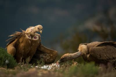 Vulture Feast — 52