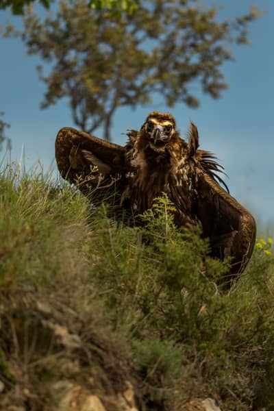 Vulture Feast — 48