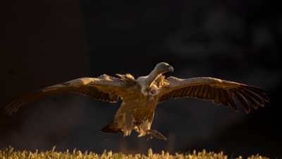 Vulture Feast — 50