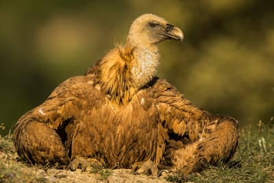 Vulture Feast — 31