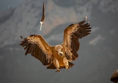 Vulture Feast — 32