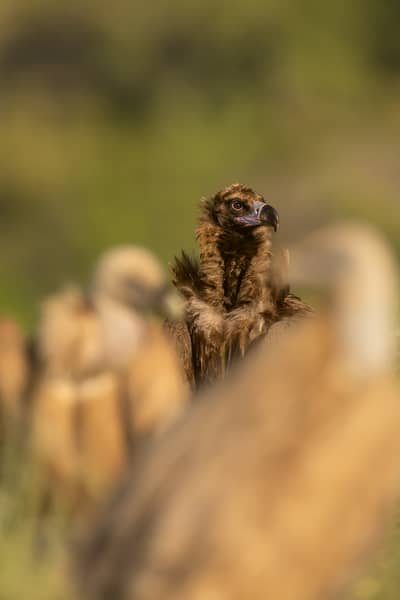 Vulture Feast — 9