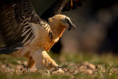 Vulture Feast — 2