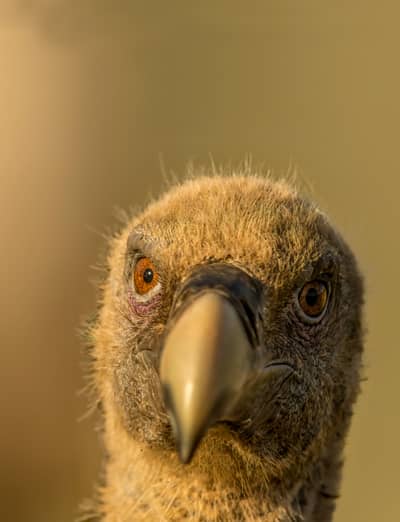 Vulture Feast — 33