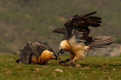 Vulture Feast — 13
