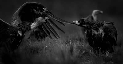 Vulture Feast — 22