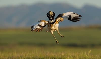 Vulture Feast — 57