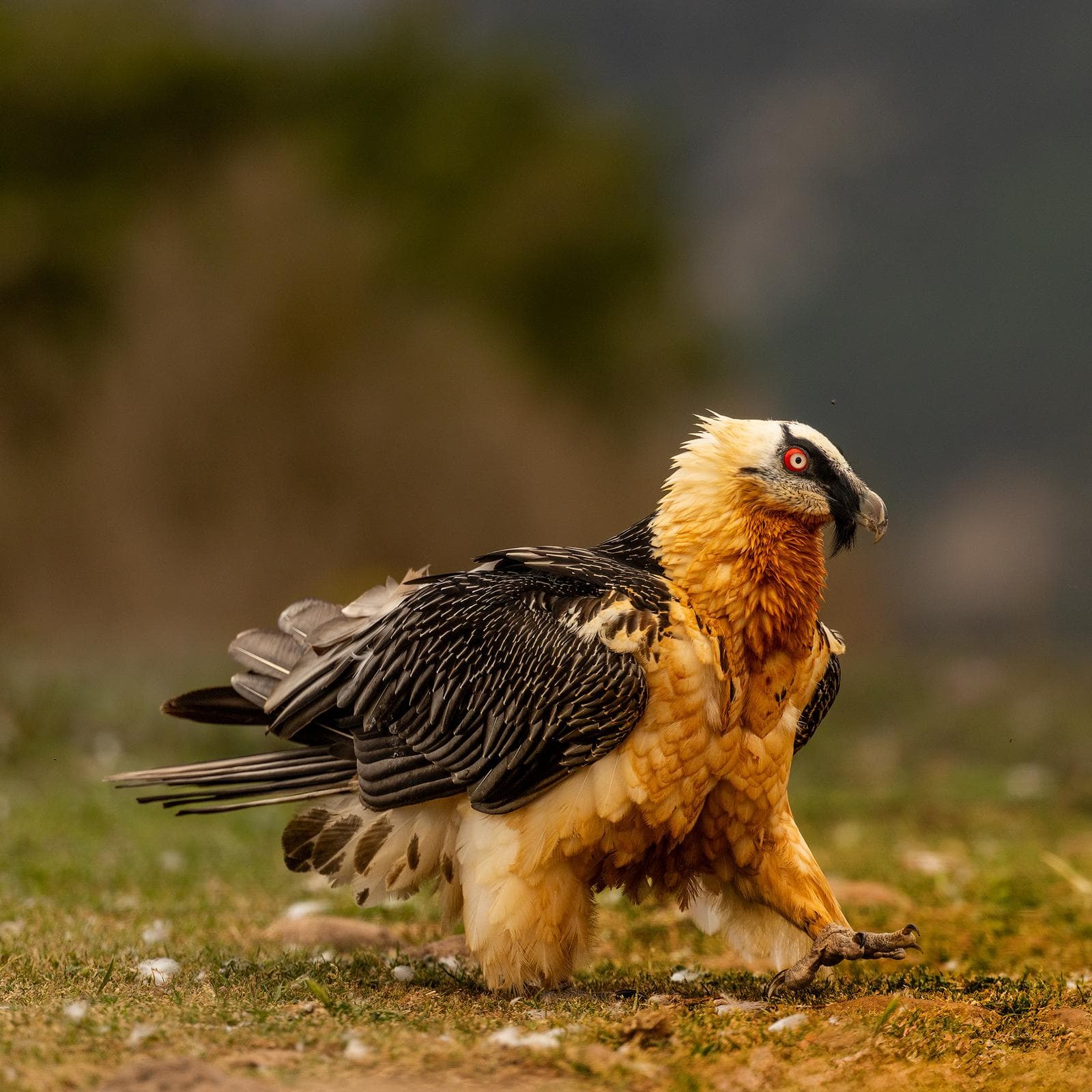 Vulture Frenzy — 57
