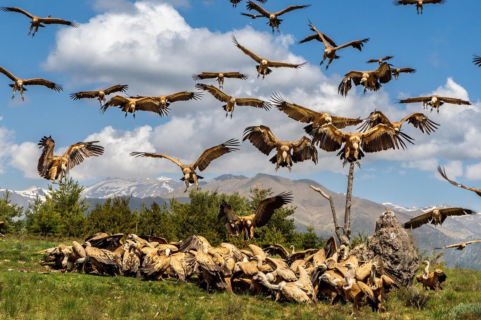Vulture Frenzy — 38
