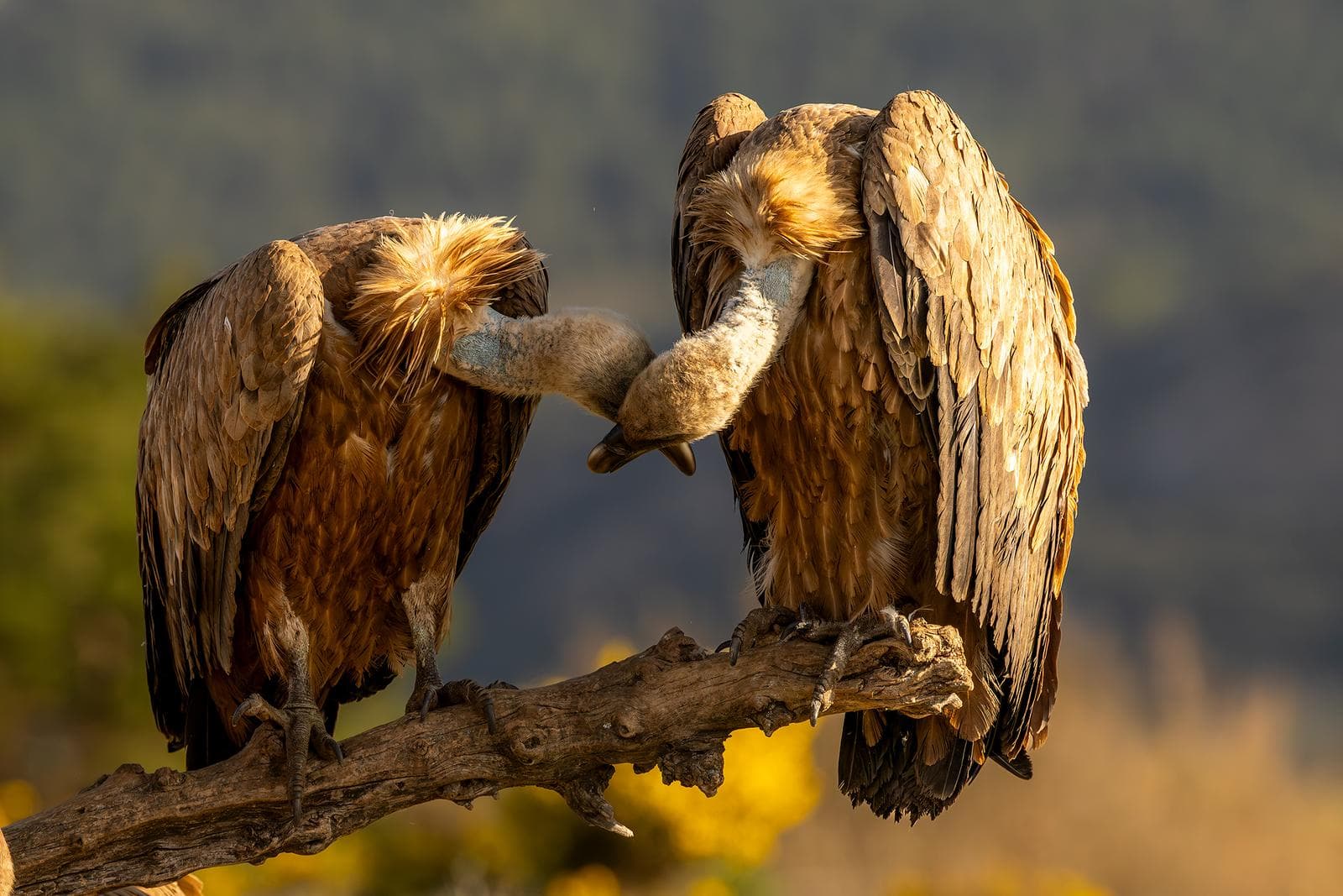 Vulture Frenzy — 61