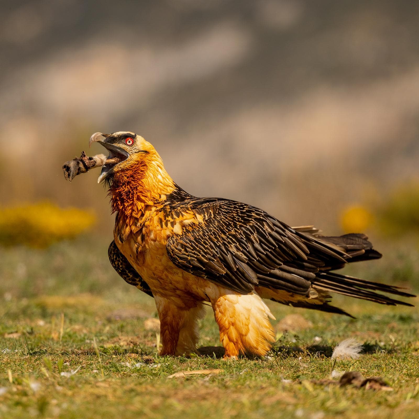 Vulture Frenzy — 56