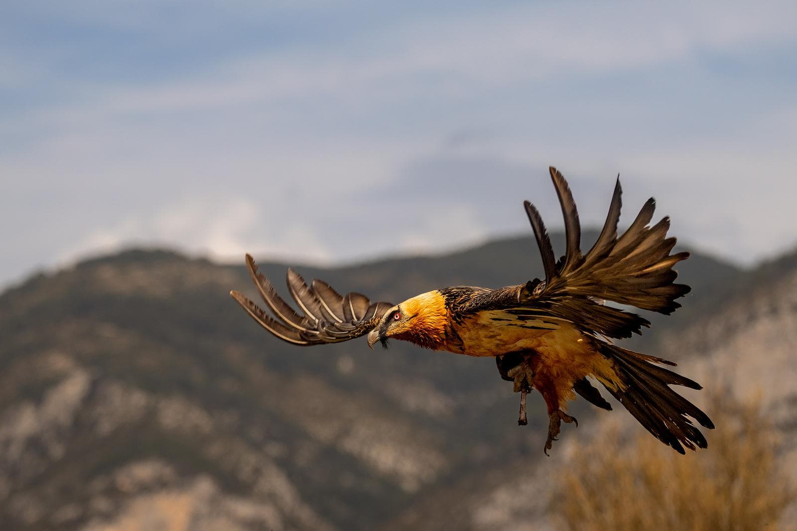 Vulture Frenzy — 62