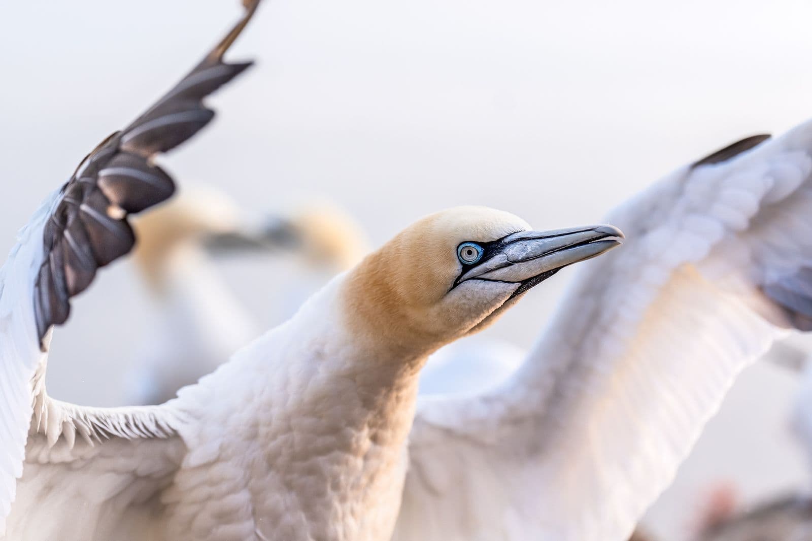 Helgoland (kopia)
