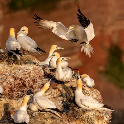 Helgoland (kopia) — 4