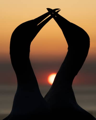 Helgoland (kopia) — 34